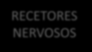 Estes recetores permitem informar o Sistema Nervoso Central da dor, da posição e do movimento das articulações.