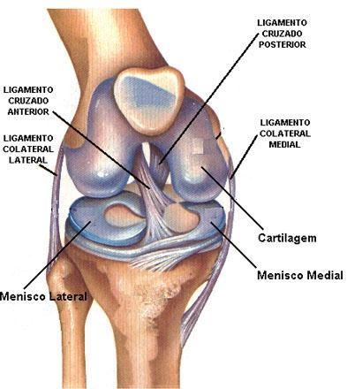 CONSTITUINTES ARTICULARES TÍPICOS DAS ARTICULAÇÕES MÓVEIS Meniscos MENISCOS Cartilagens presentes na articulação do joelho, entre o fémur e a tíbia.