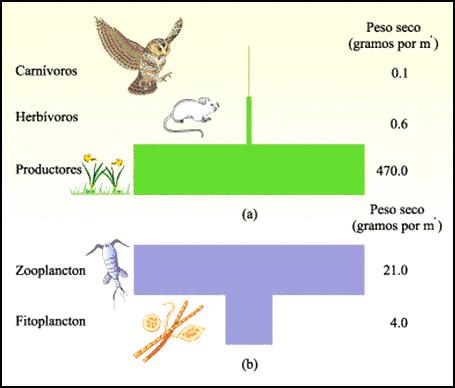 PIRÂMIDE DE BIOMASSA Normal Invertida DE ENERGIA Cada barra é proporcional à quantidade de energia acumulada por unidade de