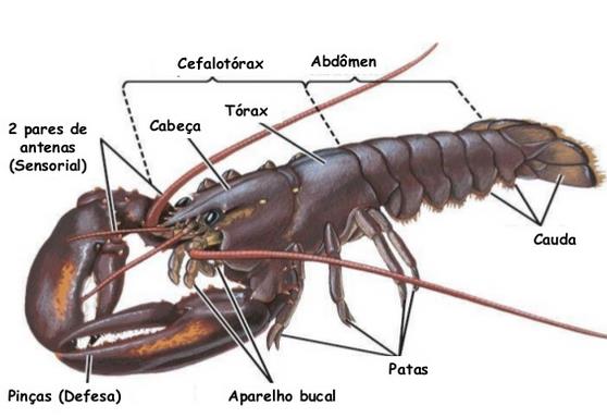 No tórax contém apêndices locomotores, e, dependendo do grupo, o abdome pode ou não apresentar esses apêndices.