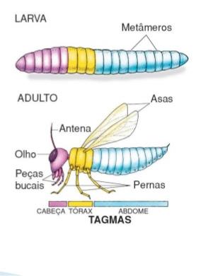 Organização corporal básica Triblásticos, celomados, simetria bilateral. Sistema digestivo completo.