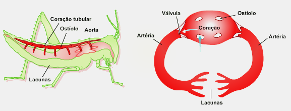 Sistema circulatório Sistema circulatório aberto, ou lacunar. Nos insetos, por exemplo, há um grande vaso dorsal que percorre o corpo longitudinalmente.