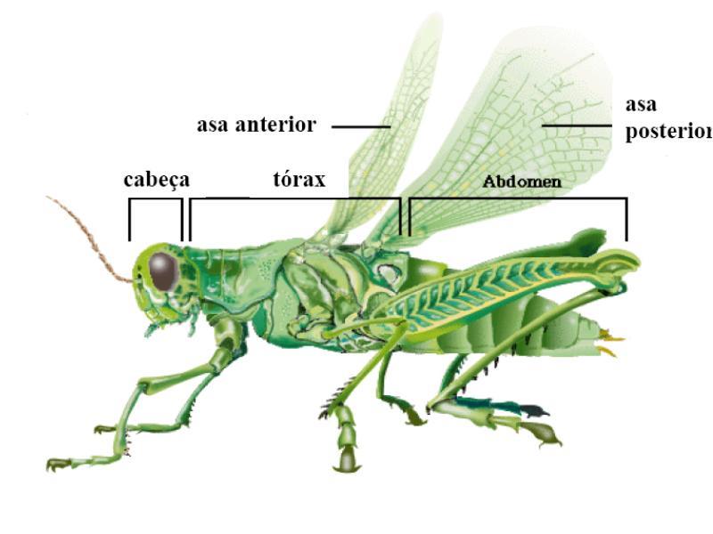 Corpo dividido em cabeça, tórax e abdome. Insetos (do latim: segmentado) Três pares de pernas torácicas (por apresentarem seis pernas, são chamados de hexápodes).