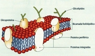 moléculas de proteínas transportadoras denominadas permeases. Esse processo é denominado: a) transporte de massa. b) difusão facilitada. c) endocitose. d) transporte ativo 22.