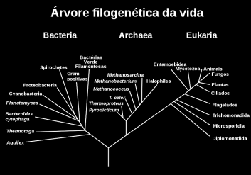 Classificação dos seres vivos Estudos filogenéticos separam os seres vivos em três grandes grupos ou domínios. Células Eucariontes e Procariontes Profª bióloga: Fernanda Pereira O que são células?