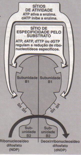 REGULAÇÃO DA NUCLEOTÍDEO REDUTASE Além do sítio específico de catálise, há 2 pontos de controle alostérico. 1.