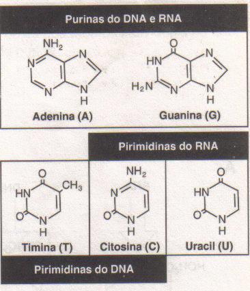 Componentes de coenzimas (CoA, FAD, NAD e NADP) ATP, GTP, etc.