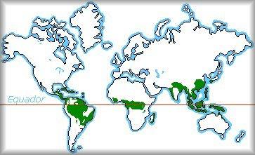 FLORESTA TROPICAL LOCALIZAÇÃO: Áreas entre os trópicos (baixas latitudes).