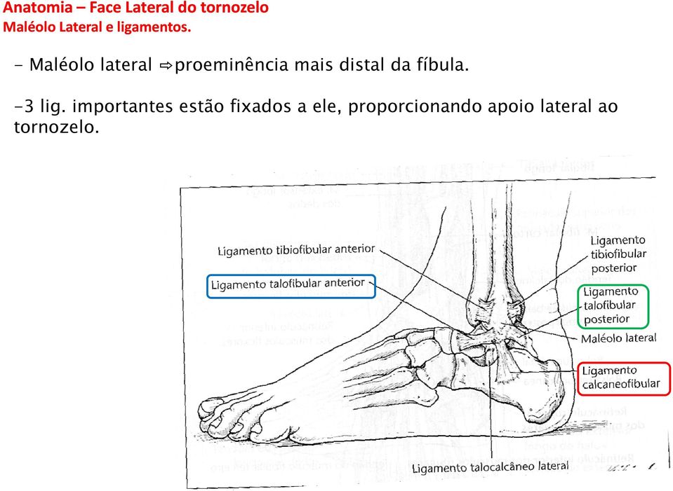 - Maléolo lateral proeminência mais distal da fíbula.