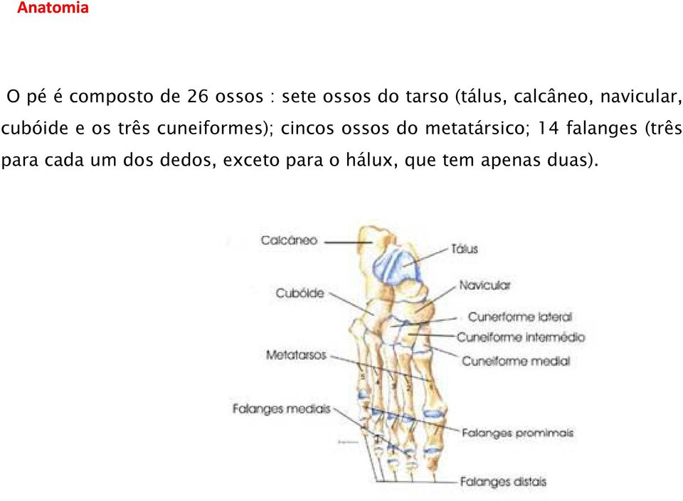 cuneiformes); cincos ossos do metatársico; 14 falanges