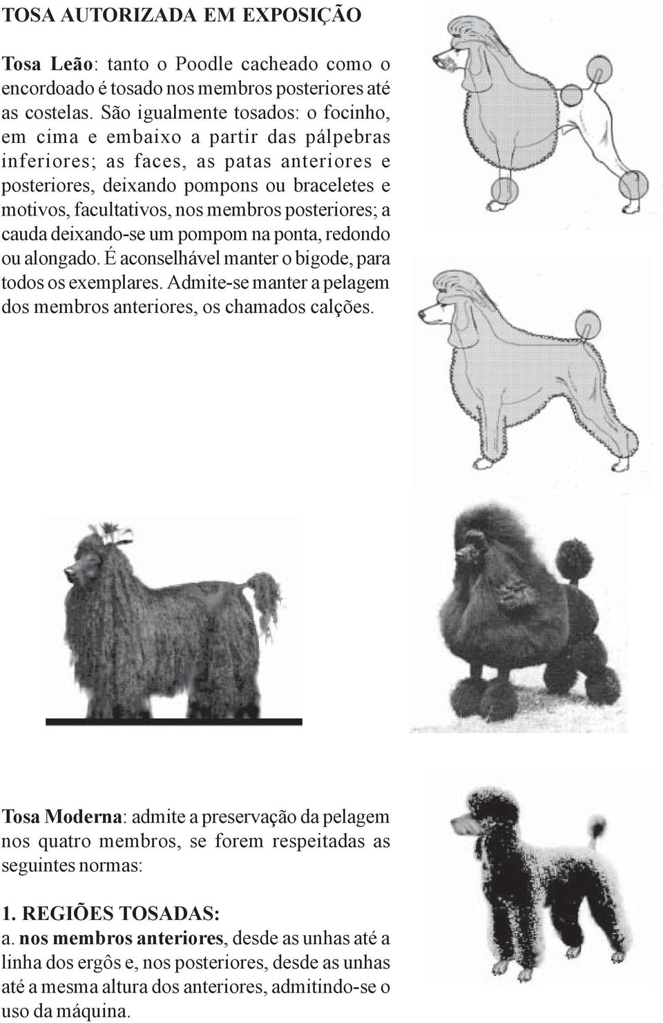 membros posteriores; a cauda deixando-se um pompom na ponta, redondo ou alongado. É aconselhável manter o bigode, para todos os exemplares.