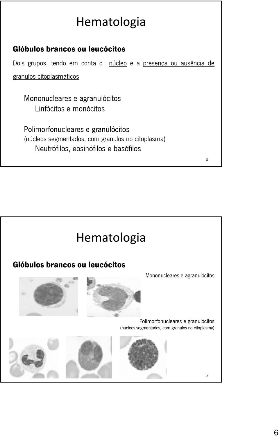 (núcleos segmentados, com granulos no citoplasma) Neutrófilos, eosinófilos e basófilos 11 Glóbulos brancos ou