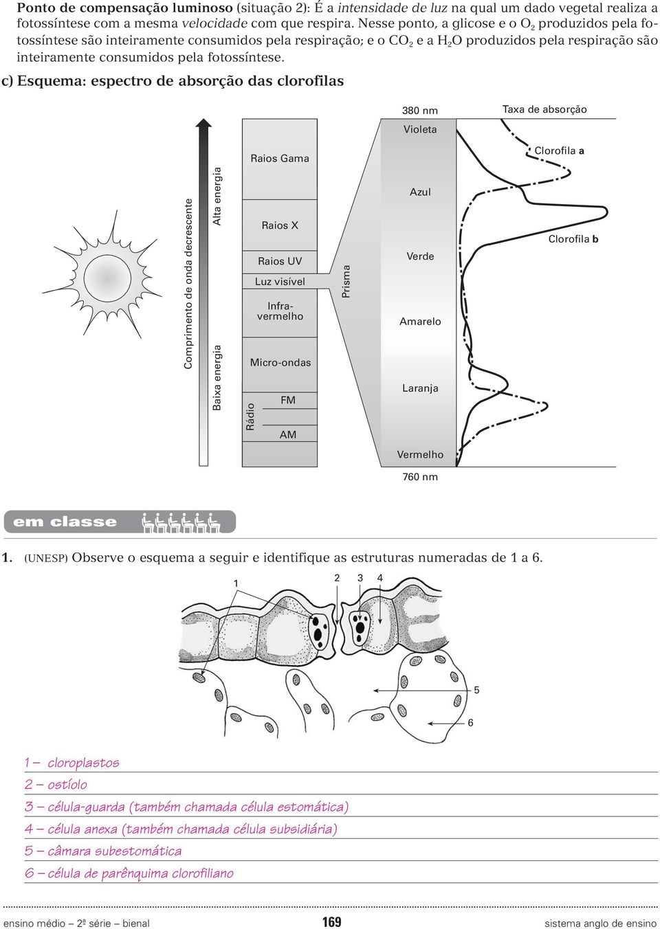 c) Esquema: espectro de absorção das clorofilas 380 nm Violeta Taxa de absorção Raios Gama Clorofila a Comprimento de onda decrescente Baixa energia Alta energia Rádio Raios X Raios UV Luz visível