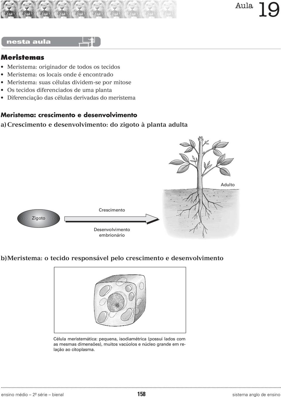 planta adulta Adulto Zigoto Crescimento Desenvolvimento embrionário b) Meristema: o tecido responsável pelo crescimento e desenvolvimento Célula meristemática: