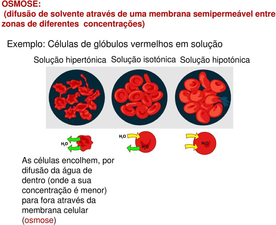 Solução hpertó Solução sotó Solução hpotó s éluls eolhem, por dfusão