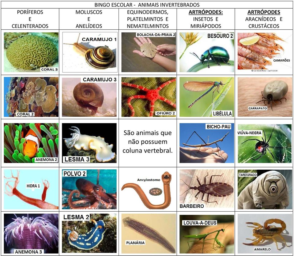 QUINODRMOS, PLATLMINTOS NMATLMINTOS