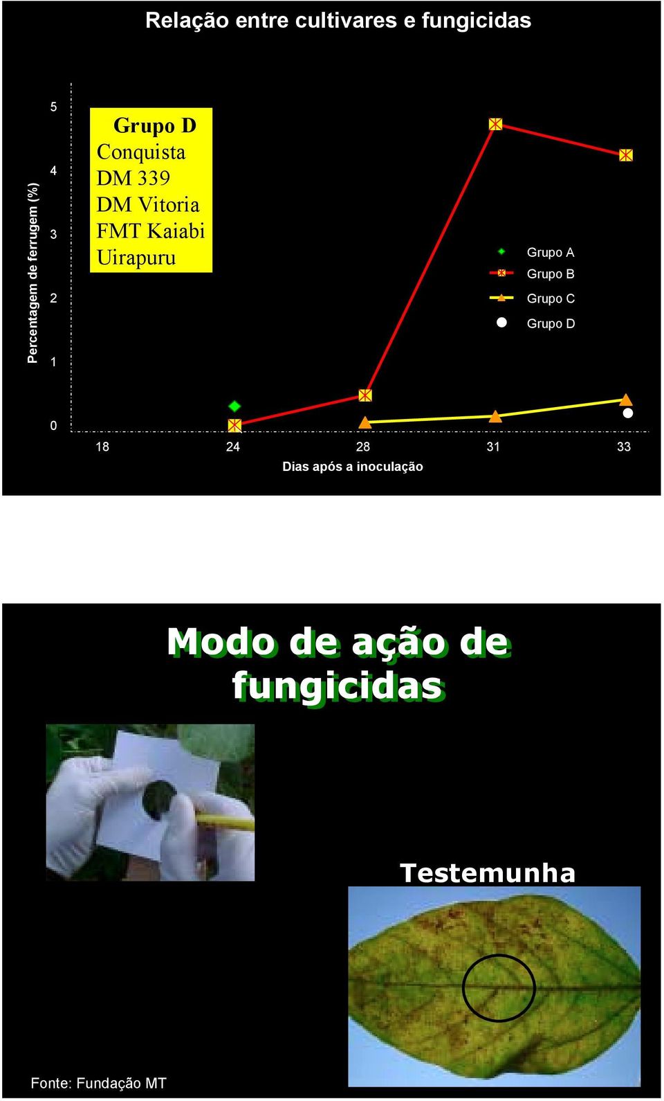 Uirapuru Grupo A Grupo Grupo C Grupo D 18 24 28 31 33 Dias após