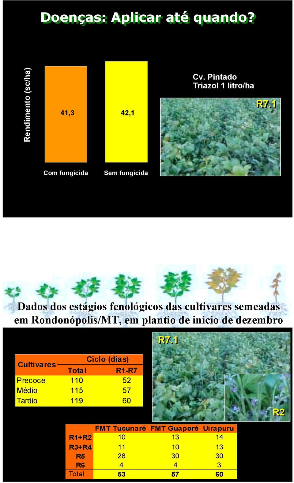 Rondonópolis/MT, em plantio de inicio de dezembro R7.