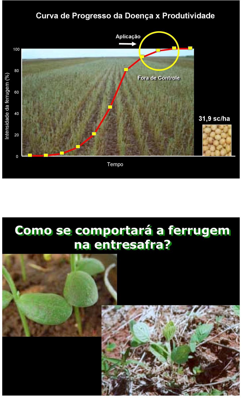 ferrugem (%) 8 6 4 2 Fora de Controle 31,9