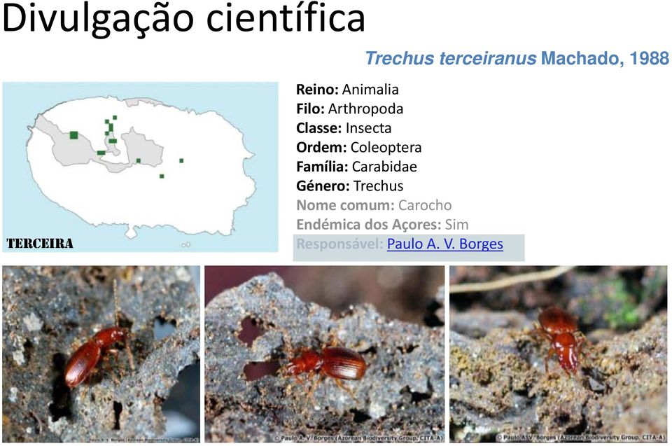 Ordem: Coleoptera Família: Carabidae Género: Trechus Nome