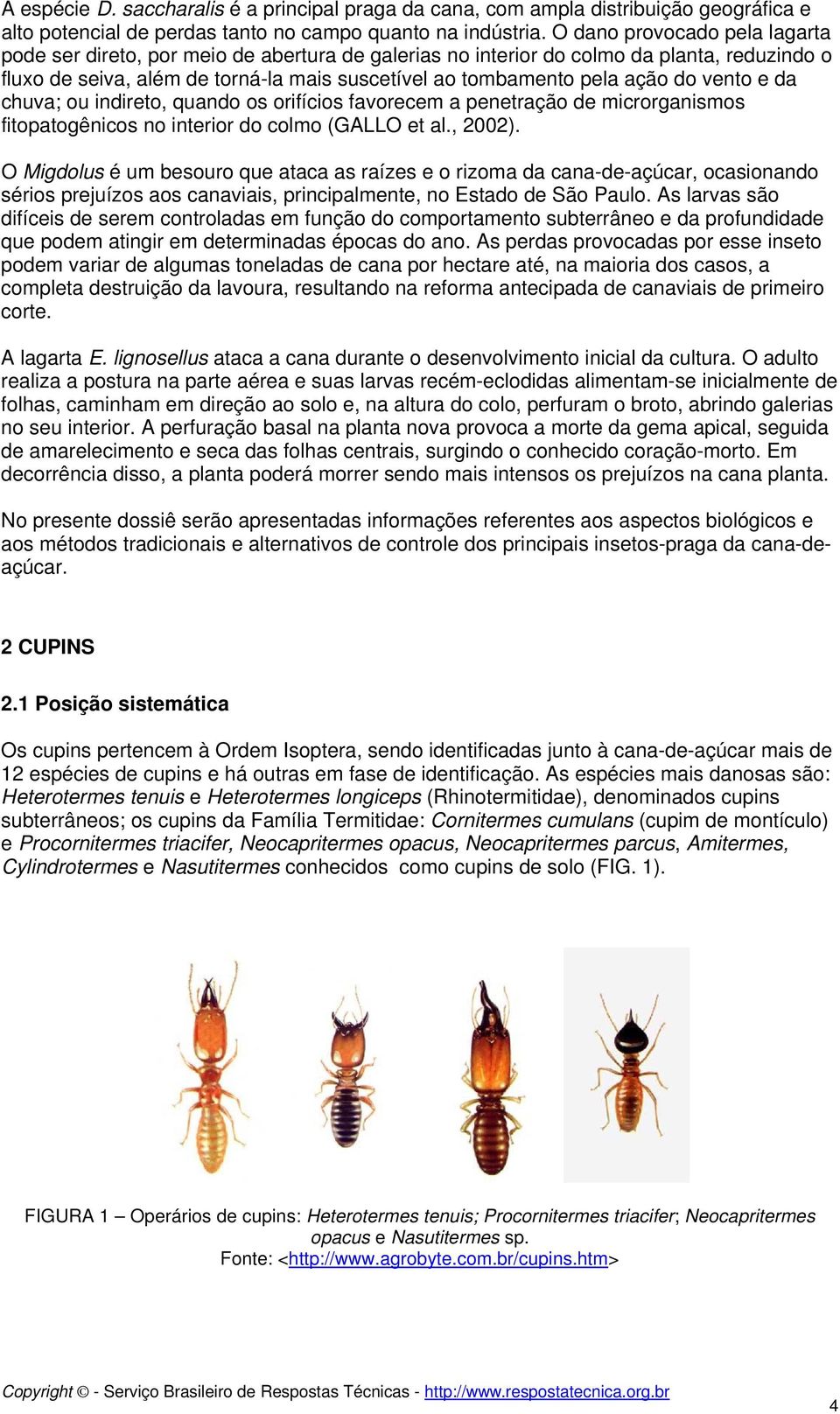 vento e da chuva; ou indireto, quando os orifícios favorecem a penetração de microrganismos fitopatogênicos no interior do colmo (GALLO et al., 2002).