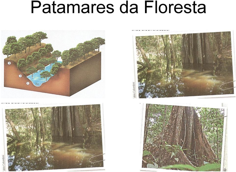 Floresta