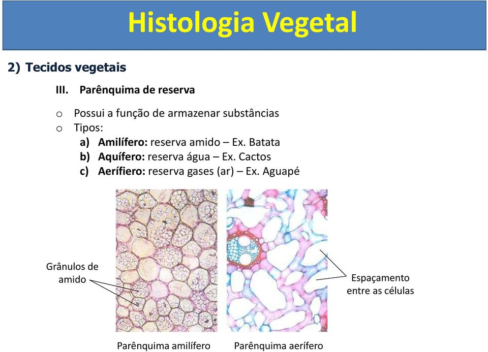 Batata b) Aquífer: reserva água Ex.