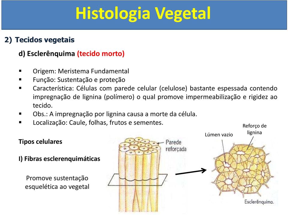 impermeabilizaçã e rigidez a tecid. Obs.: A impregnaçã pr lignina causa a mrte da célula.