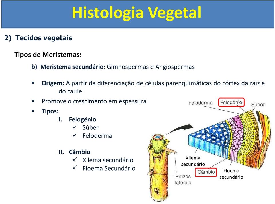 raiz e d caule. Prmve cresciment em espessura Tips: I.