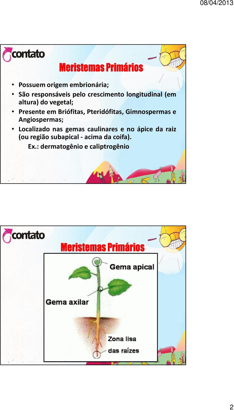 Pteridófitas, Gimnospermas e Angiospermas; Localizado nas gemas