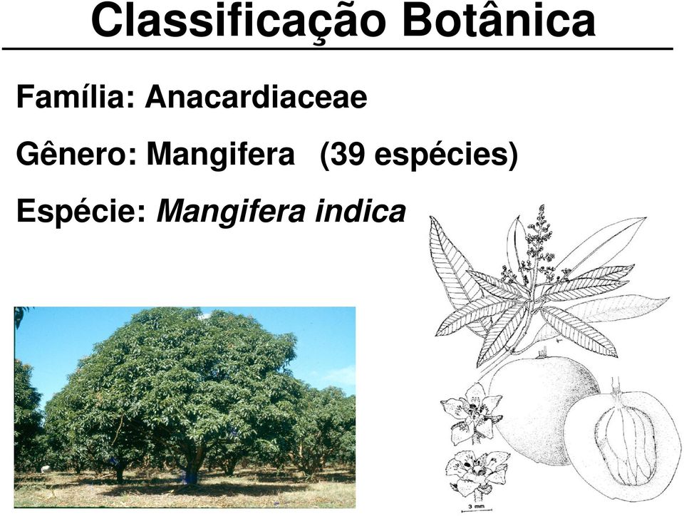 Gênero: Mangifera (39