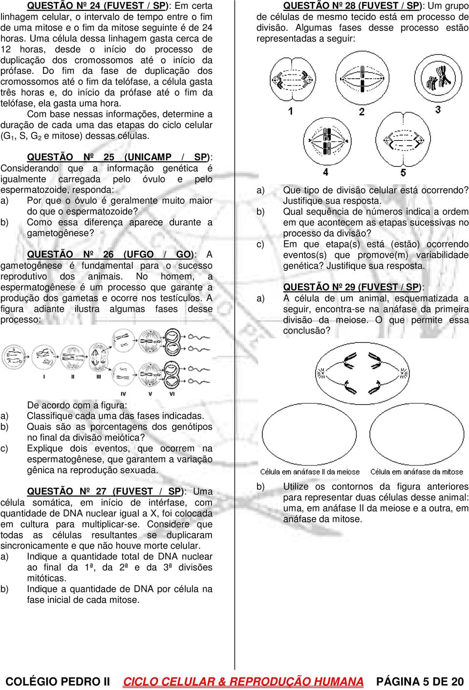 Do fim da fase de duplicação dos cromossomos até o fim da telófase, a célula gasta três horas e, do início da prófase até o fim da telófase, ela gasta uma hora.