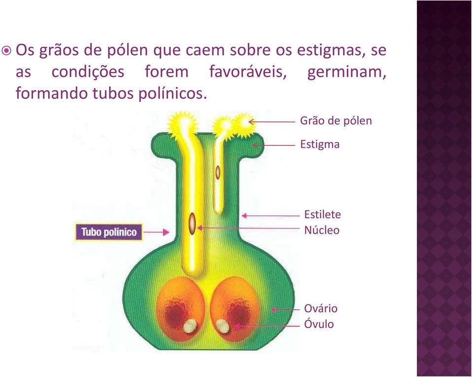 favoráveis, germinam, formando tubos