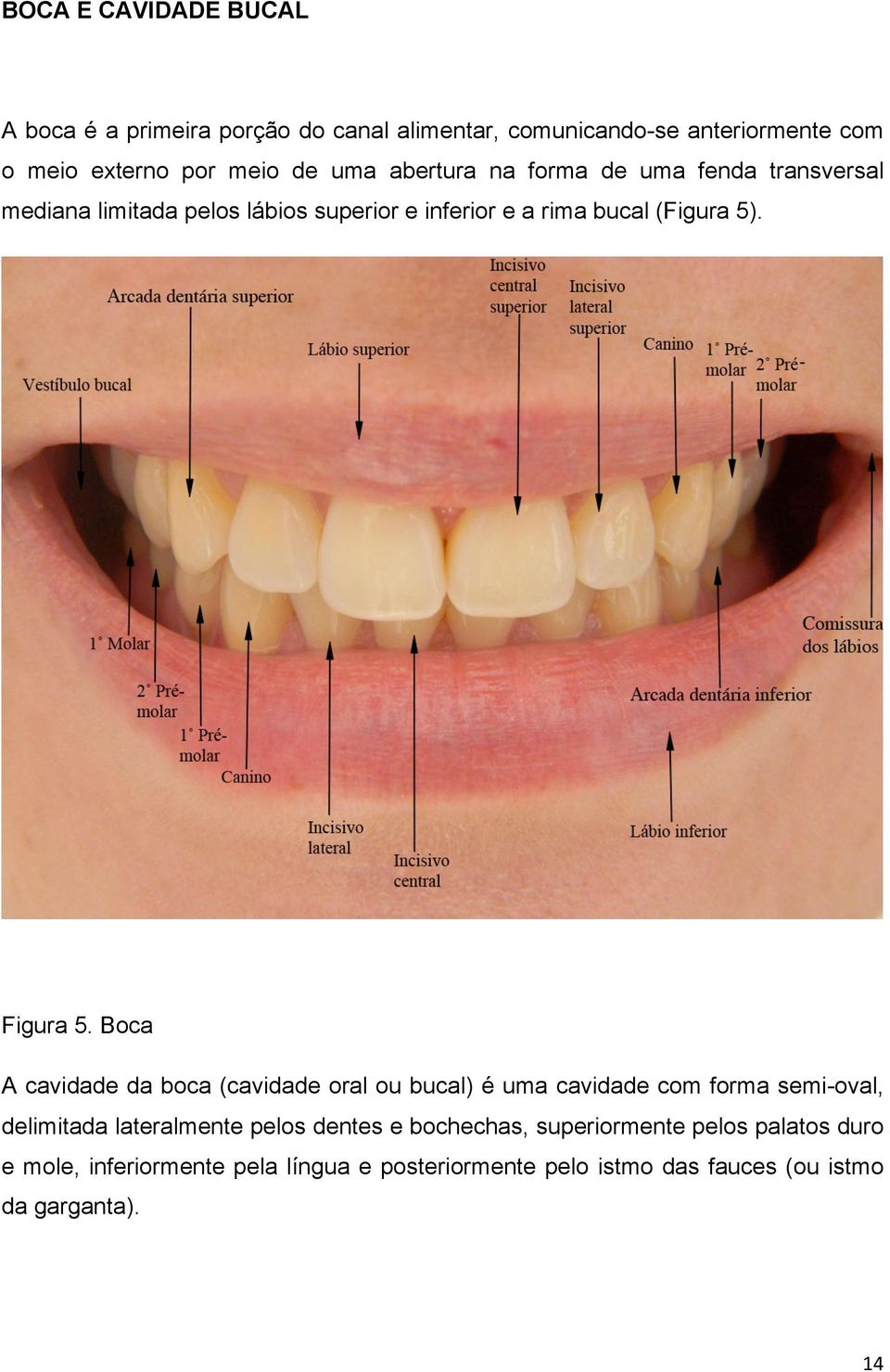 Boca A cavidade da boca (cavidade oral ou bucal) é uma cavidade com forma semi-oval, delimitada lateralmente pelos dentes e