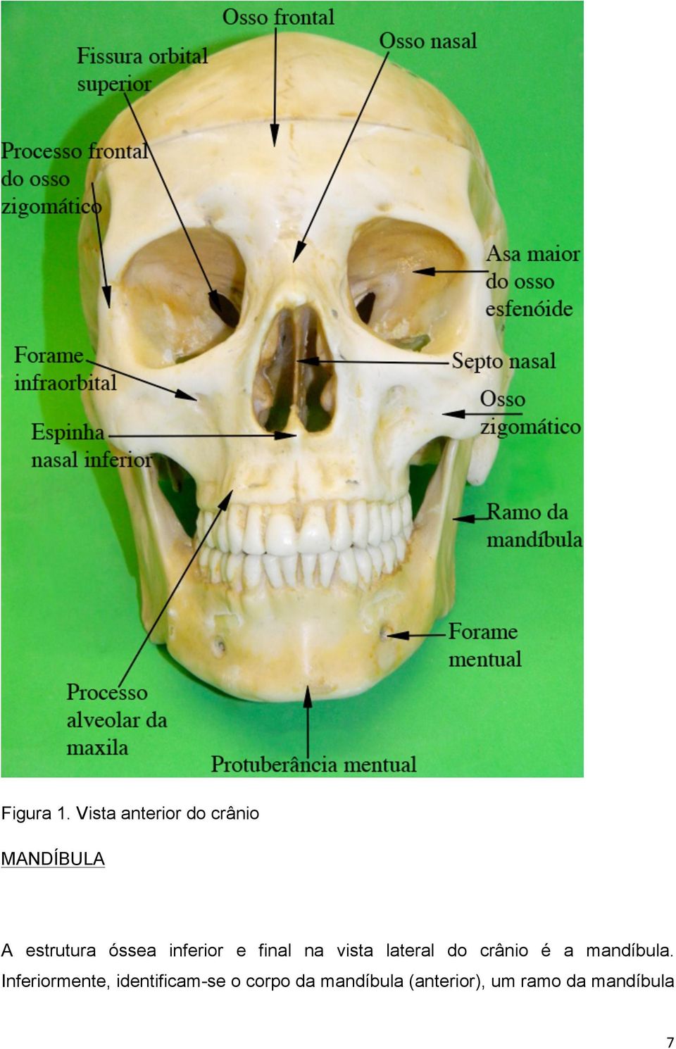 óssea inferior e final na vista lateral do crânio é