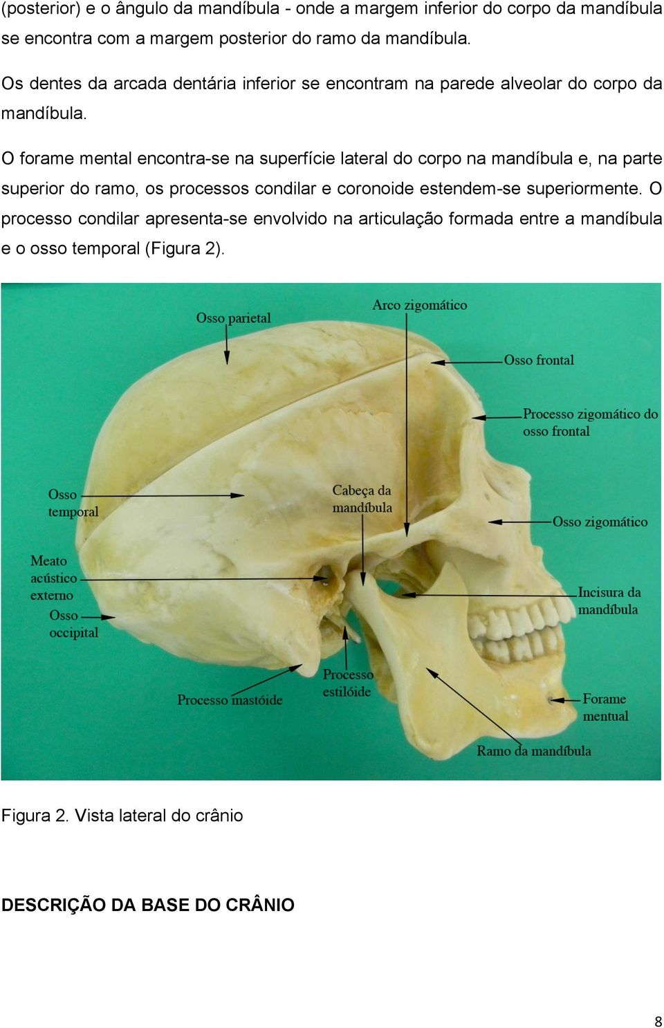 O forame mental encontra-se na superfície lateral do corpo na mandíbula e, na parte superior do ramo, os processos condilar e coronoide