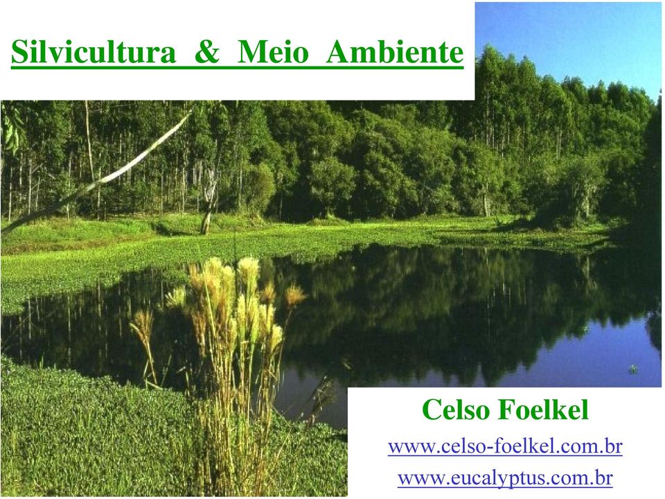 www.celso-foelkel.com.