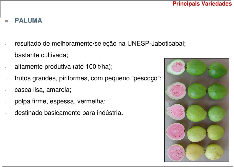 t/ha); - frutos grandes, piriformes, com pequeno pescoço ; - casca lisa,