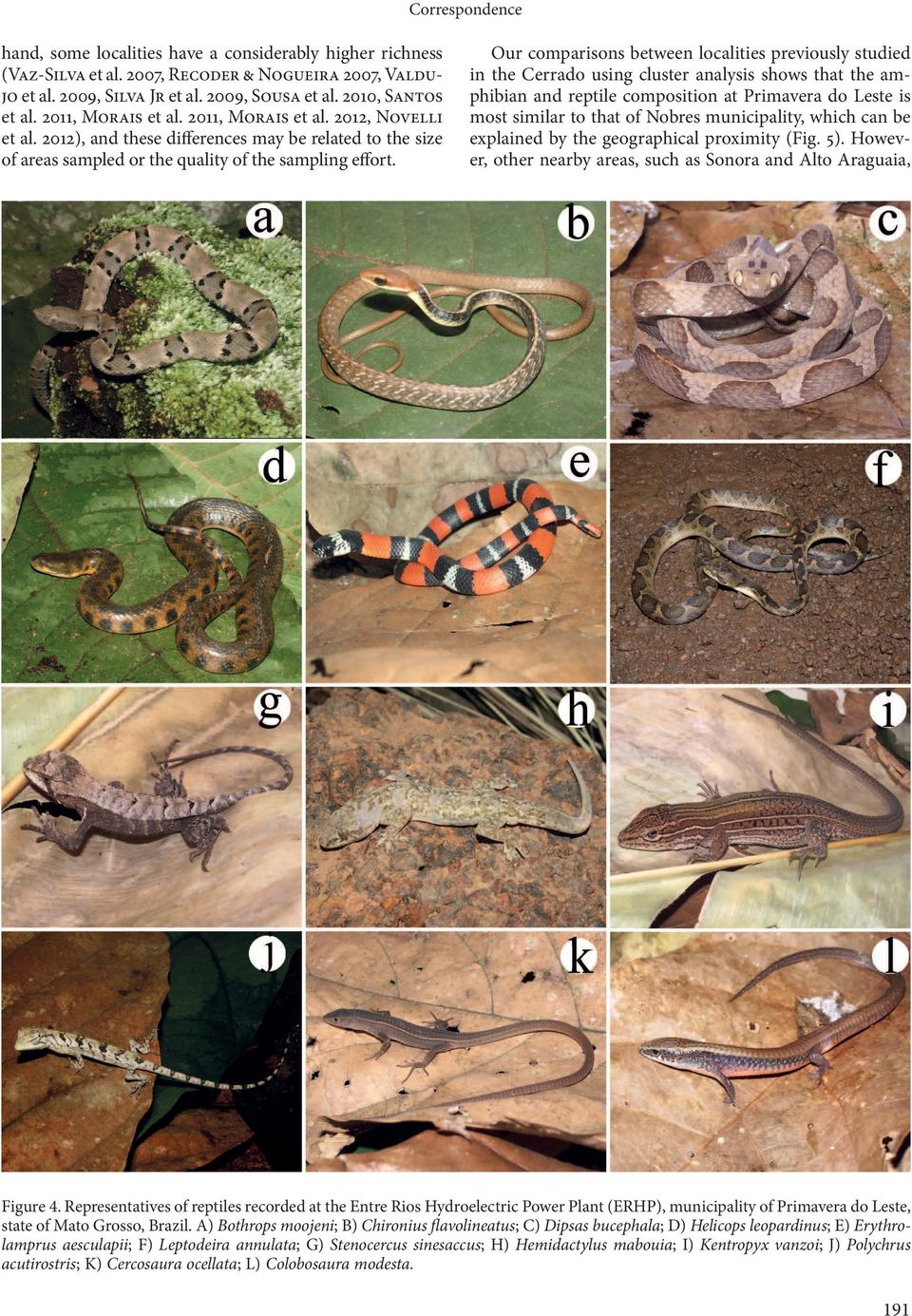 Our comparisons between localities previously studied in the Cerrado using cluster analysis shows that the amphibian and reptile composition at Primavera do Leste is most similar to that of Nobres