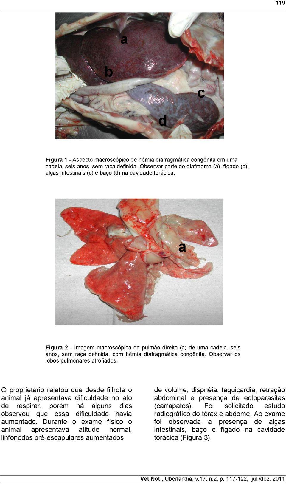 a Figura 2 - Imagem macroscópica do pulmão direito (a) de uma cadela, seis anos, sem raça definida, com hérnia diafragmática congênita. Observar os lobos pulmonares atrofiados.