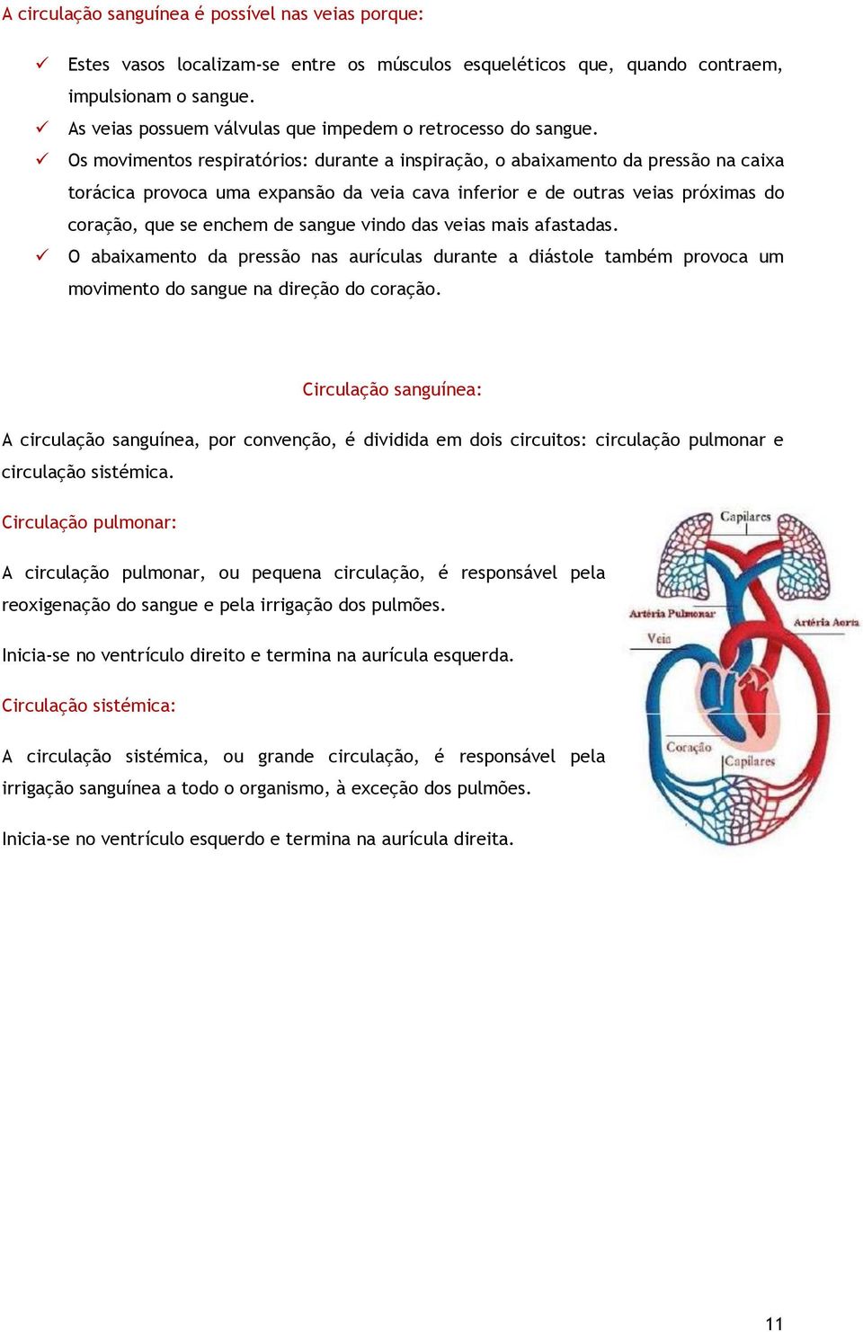 Os movimentos respiratórios: durante a inspiração, o abaixamento da pressão na caixa torácica provoca uma expansão da veia cava inferior e de outras veias próximas do coração, que se enchem de sangue