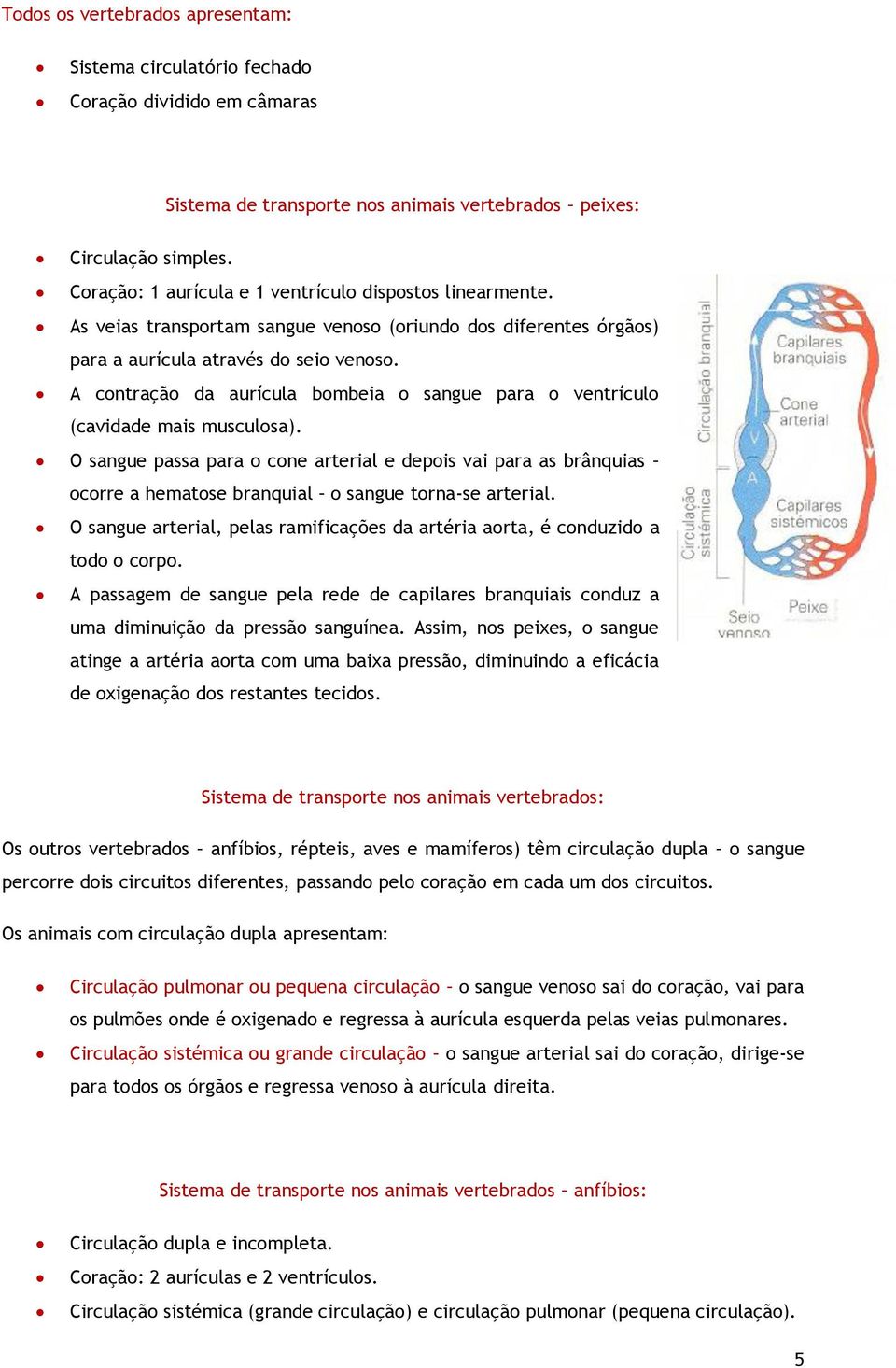 A contração da aurícula bombeia o sangue para o ventrículo (cavidade mais musculosa).