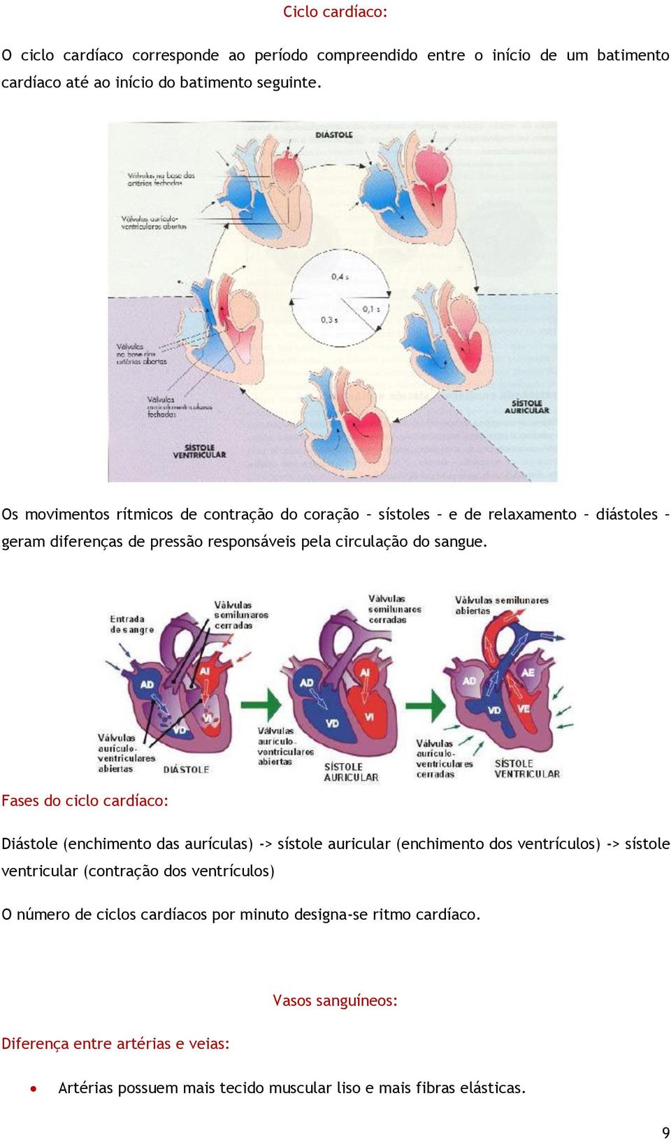 Fases do ciclo cardíaco: Diástole (enchimento das aurículas) -> sístole auricular (enchimento dos ventrículos) -> sístole ventricular (contração dos ventrículos)