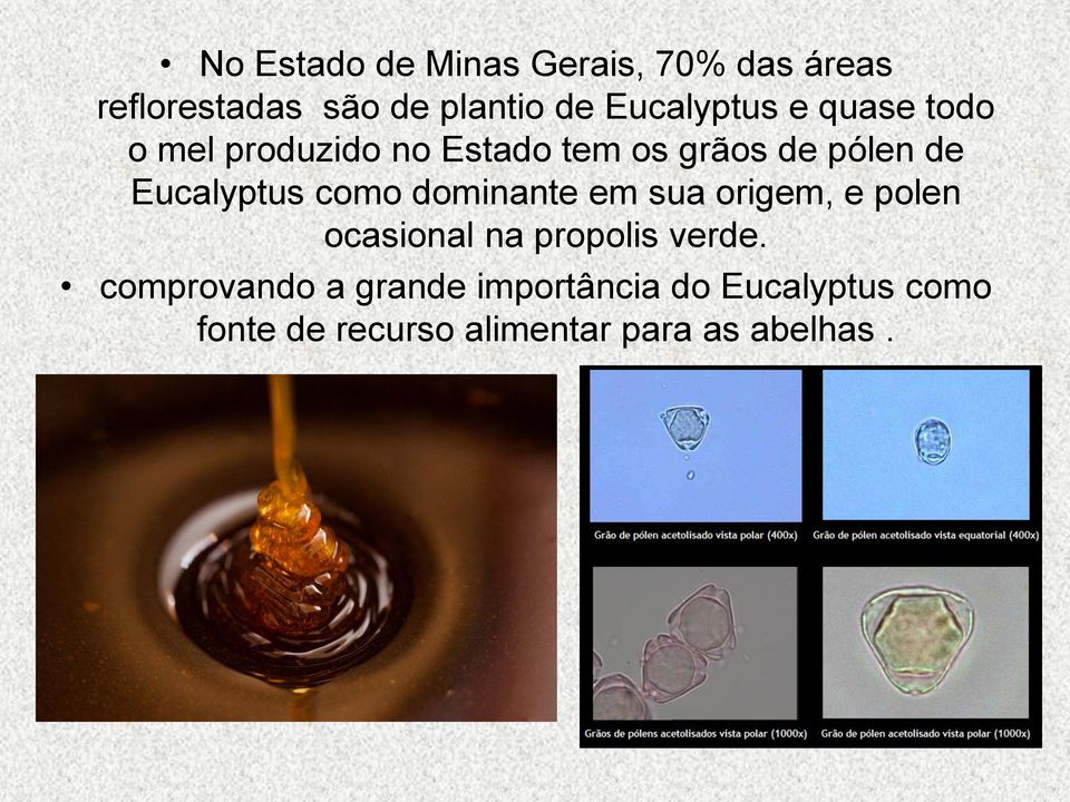 Eucalyptus como dominante em sua origem, e polen ocasional na propolis verde.