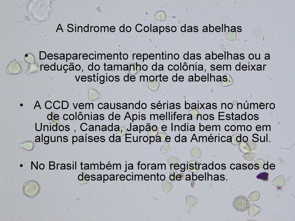 A CCD vem causando sérias baixas no número de colônias de Apis mellifera nos Estados Unidos,