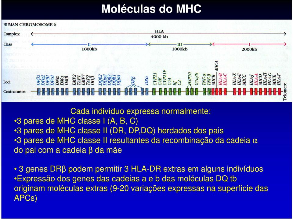 pai com a cadeia β da mãe 3 genes DRβ podem permitir 3 HLA-DR extras em alguns indivíduos Expressão dos