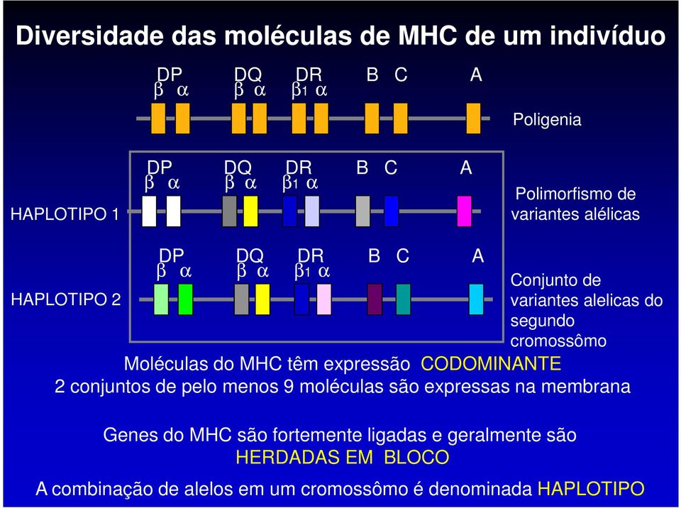 cromossômo Moléculas do MHC têm expressão CODOMINANTE 2 conjuntos de pelo menos 9 moléculas são expressas na membrana Genes