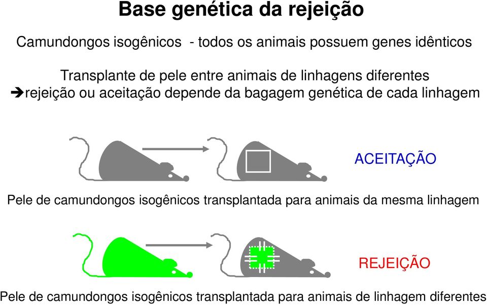 bagagem genética de cada linhagem ACEITAÇÃO Pele de camundongos isogênicos transplantada para