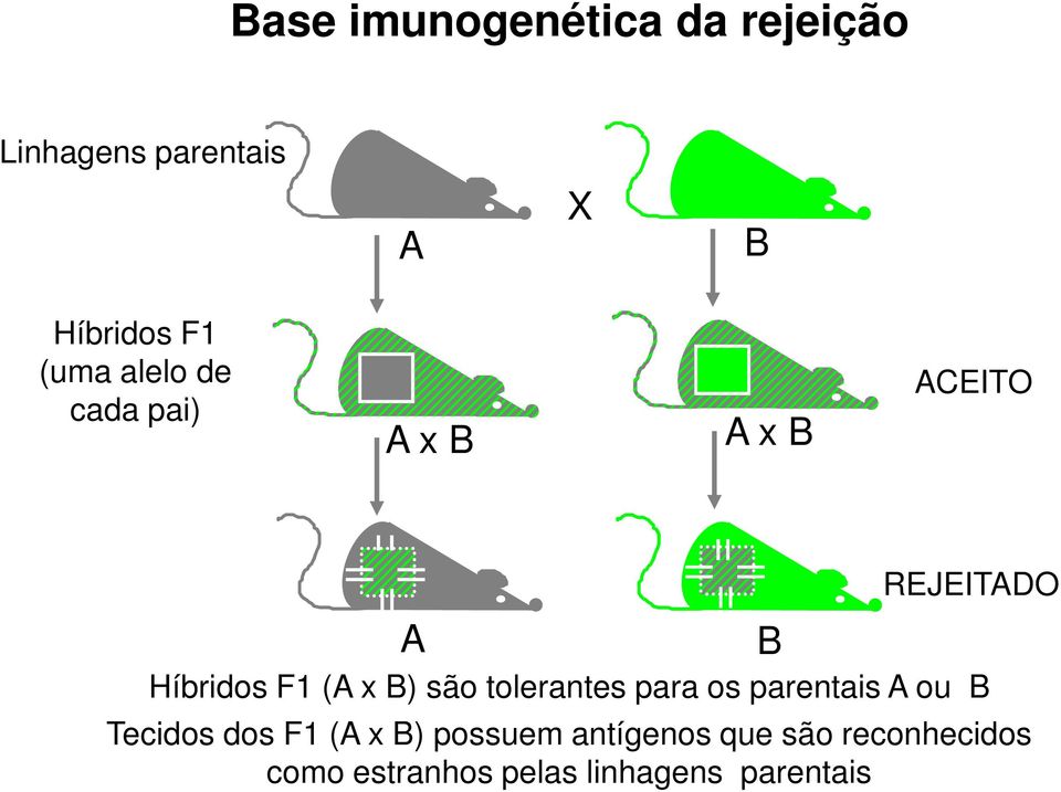 tolerantes para os parentais A ou B B REJEITADO Tecidos dos F1 (A x B)