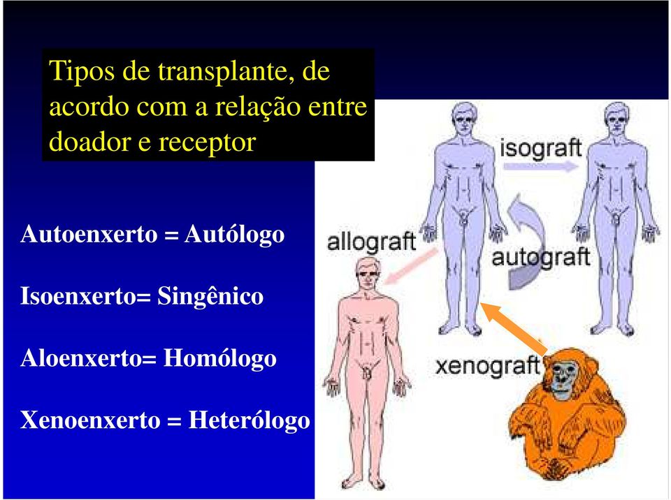 Autoenxerto = Autólogo Isoenxerto=